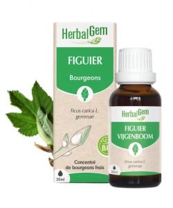 Figuier (Ficus carica) bourgeon